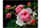 "Роза"  "Нитекс" 0002 - фото 87130