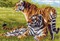 Рисунок на канве "Бенгальские тигры" 37 см х 49 см  "Матренин Посад"  - фото 95069