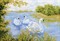 Рисунок на канве "Лебединое озеро" 37 см х 49 см  "Матренин Посад"  - фото 95071