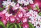 Рисунок на канве  "Орхидеи" 37х49 см  "Матренин Посад"  - фото 97695
